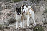 AKITA AMERICAIN 334